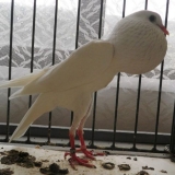 Golub puffin: pomeranac i druge vrste